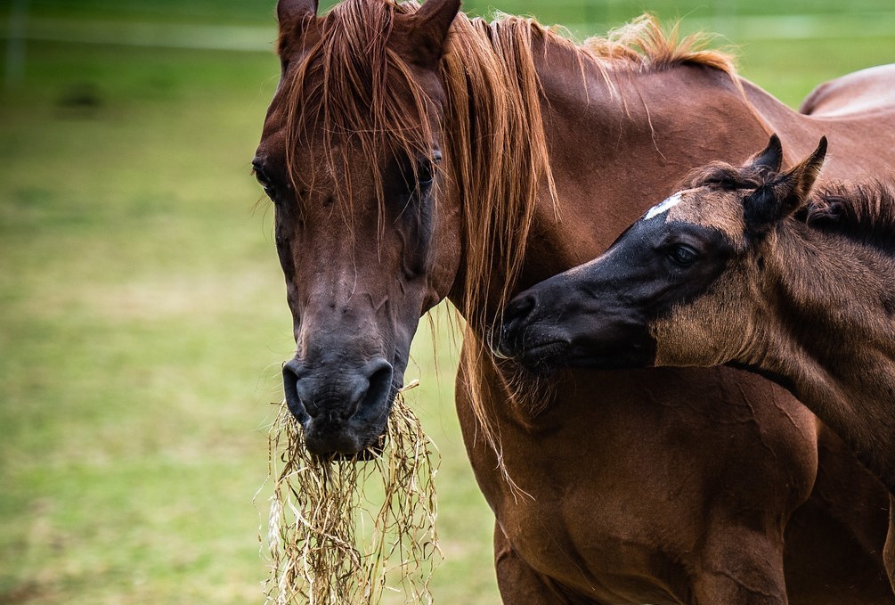 Equine Vets Northamptonshire